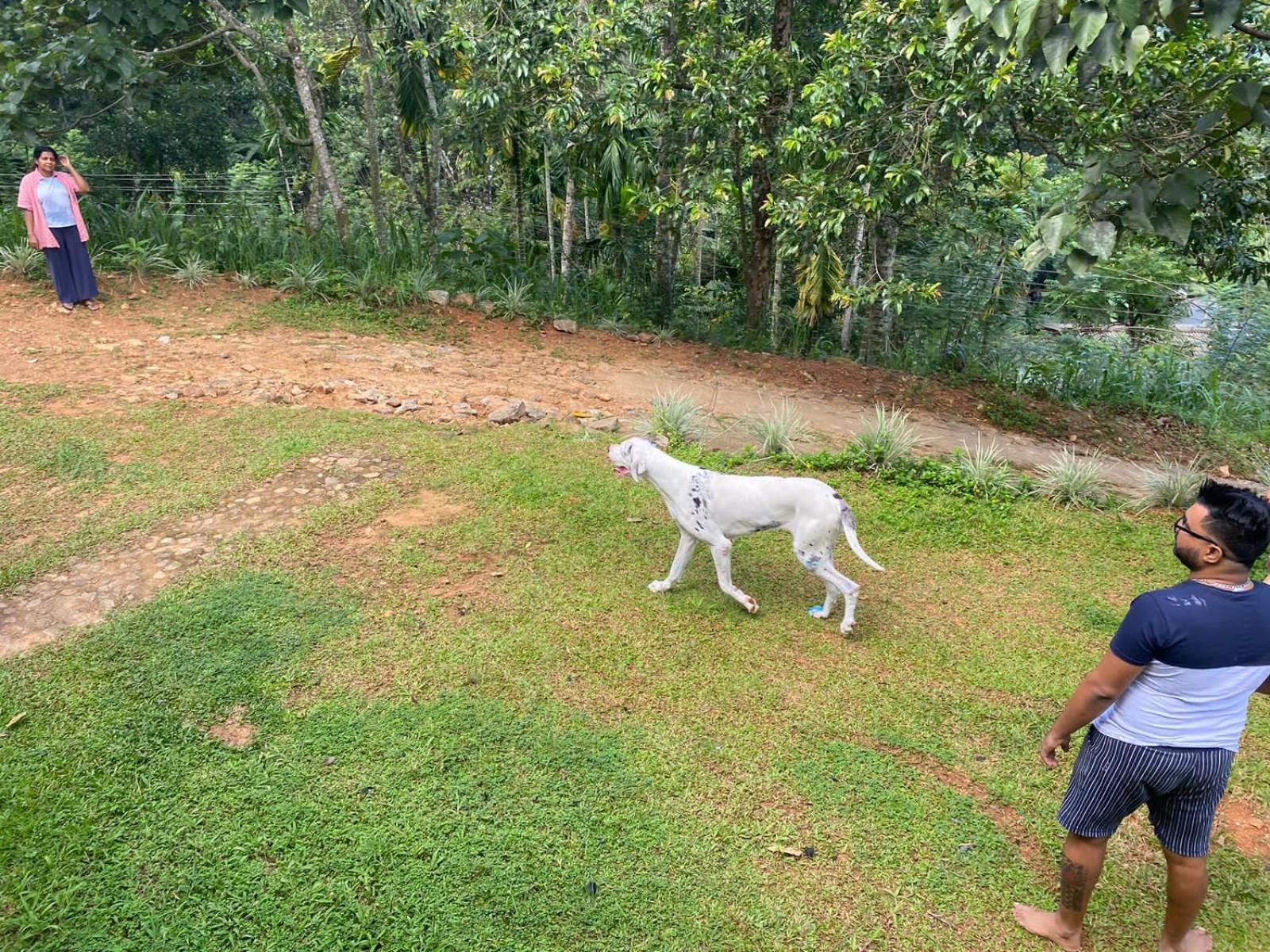 Little Wood Villa And Retreats Doluwa Kandy Buitenkant foto